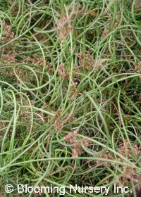 Juncus effusus 'Spiralis'